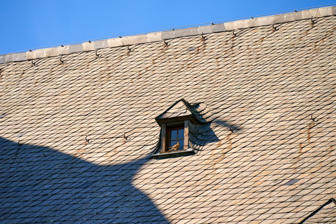 Turmfalken im Mai 2020 von Lina Loos